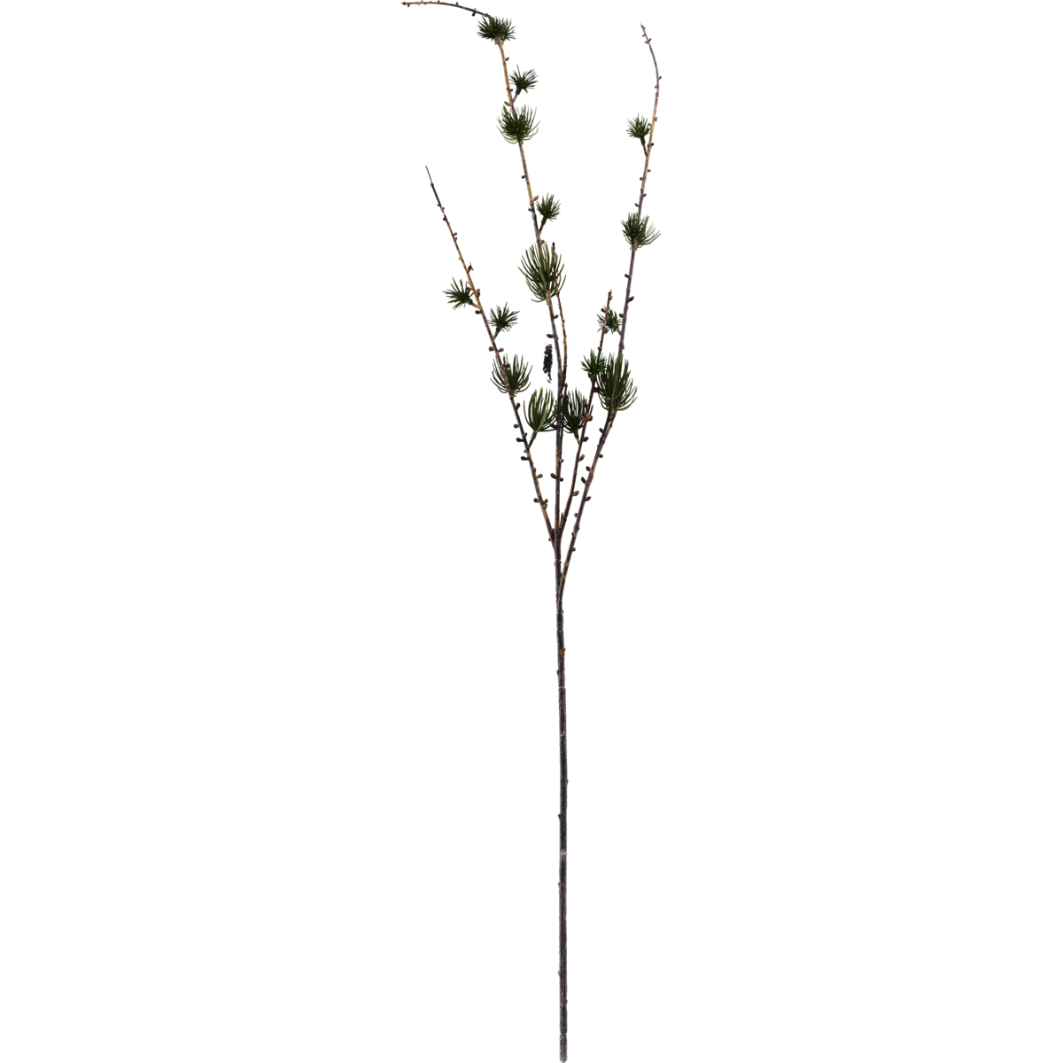 Huslege - Gren, Hdlarch, natur