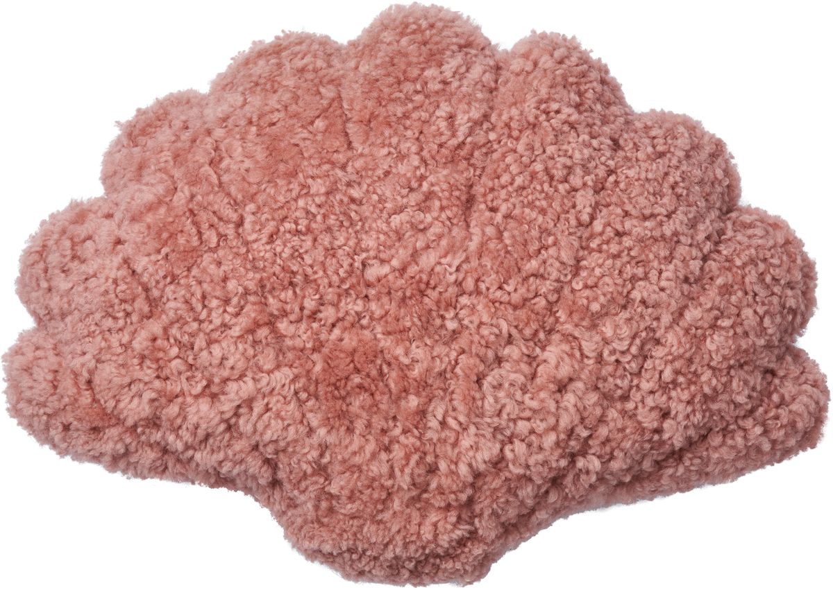 Skallpute | Korthåret | New Zealand