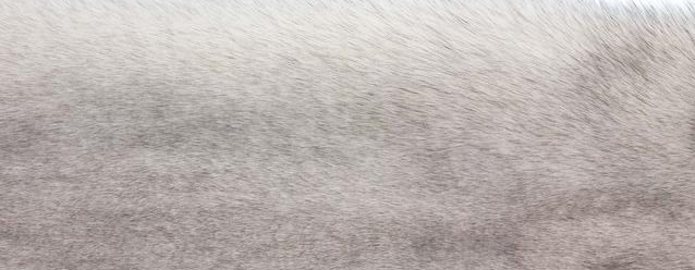 Teppe av Fox | Baksiden av Kashmire | 70x230 cm