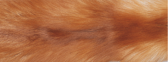 Teppe av Fox | Baksiden av kashmir | 70x230 cm