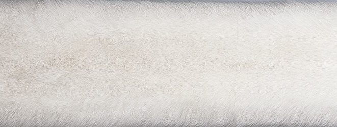 Teppe av Fox | Baksiden av Kashmire | 70x230 cm