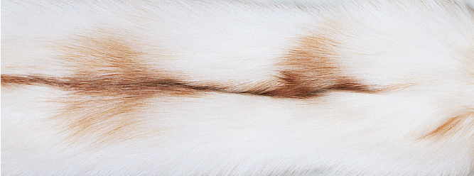 Teppe av Fox | Baksiden av Kashmire | 70x230 cm