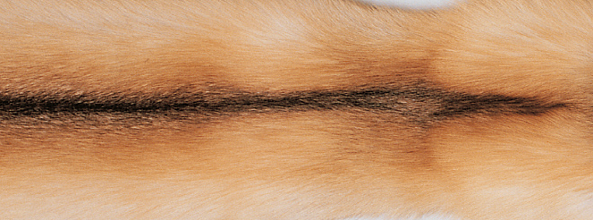Teppe av Fox | Baksiden av Kashmire | 70x230 cm