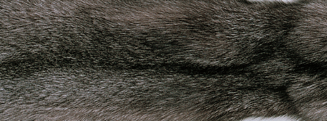 Teppe av Fox | Baksiden av Kashmire | 70x230 cm