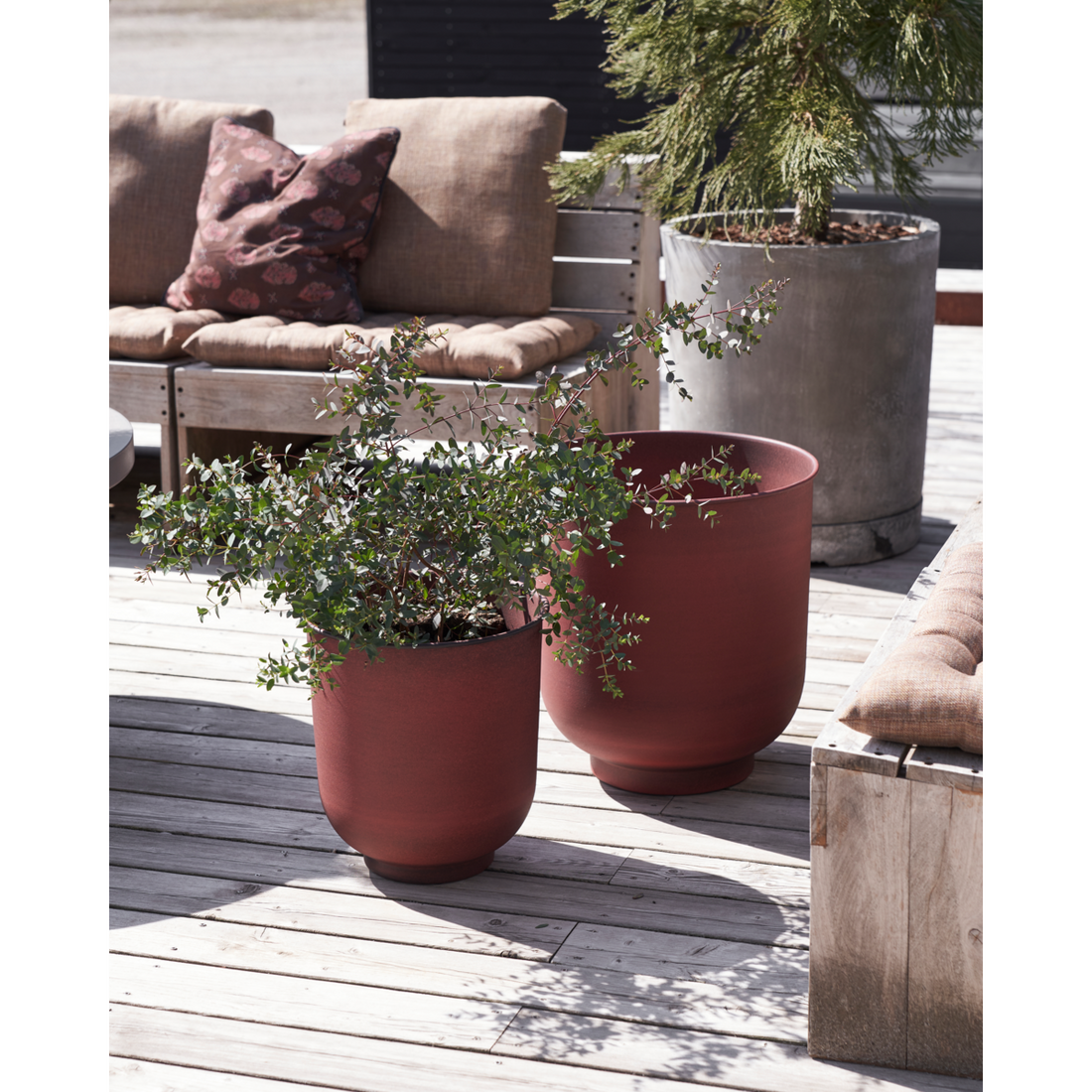 Urtekotte, hdvig, brent henna