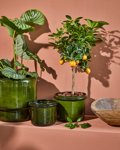 Plantepotte, HDHoop, Grønn