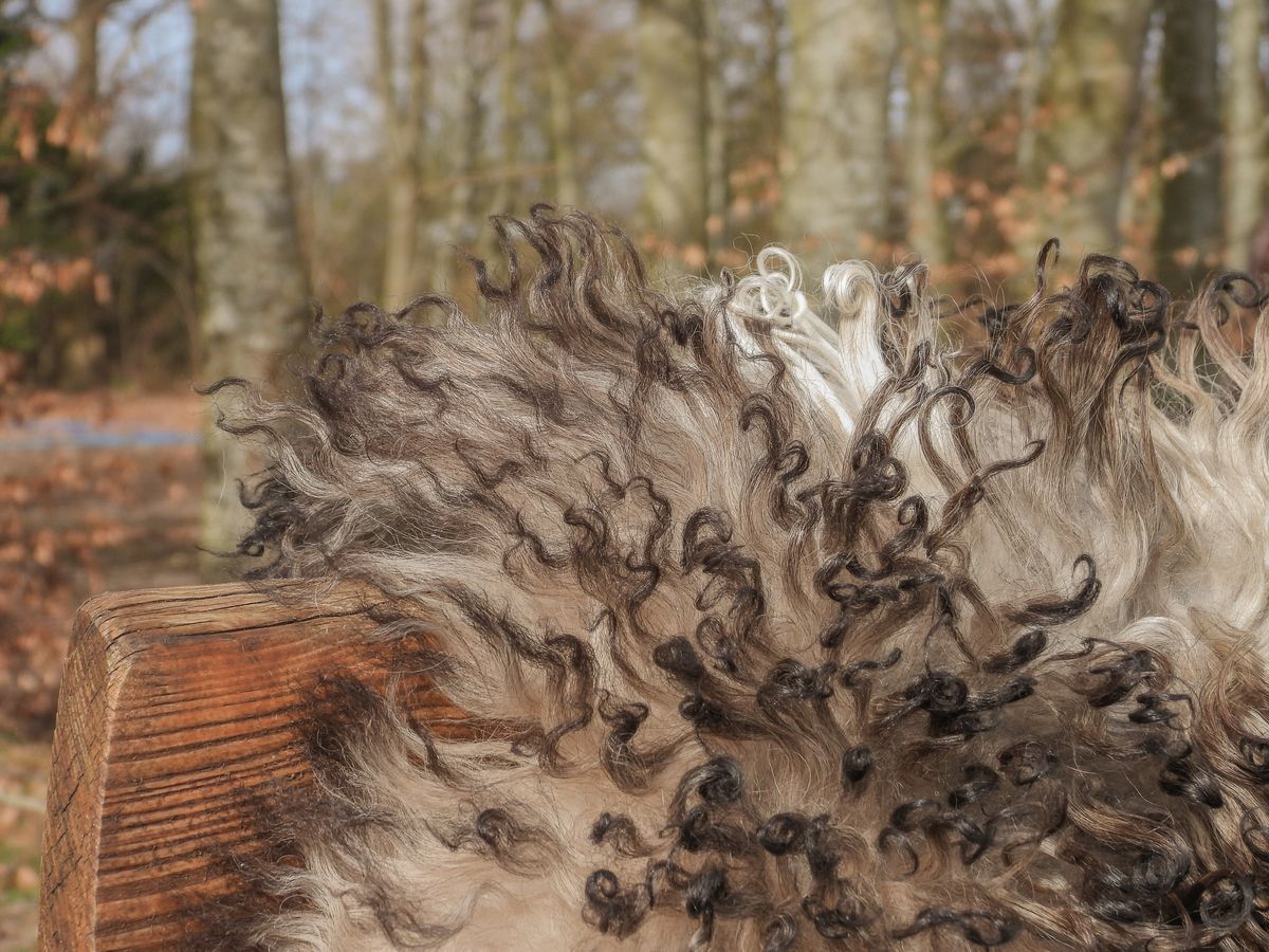 Lammeskinn | Krøllete | Østerrike | 90x60 cm