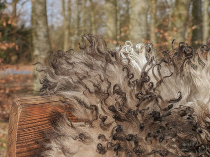 Lammeskinn | Krøllete | Østerrike | 90x60 cm