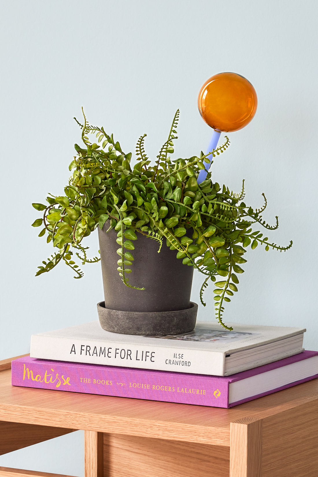 Flora selvvannende ravfarge/blå - 8x8xh27cm