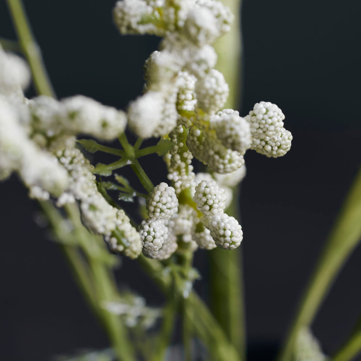 Huslege - Blomst, Gypsophila, White - L: 75 cm